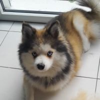 Pomsky f3 #7