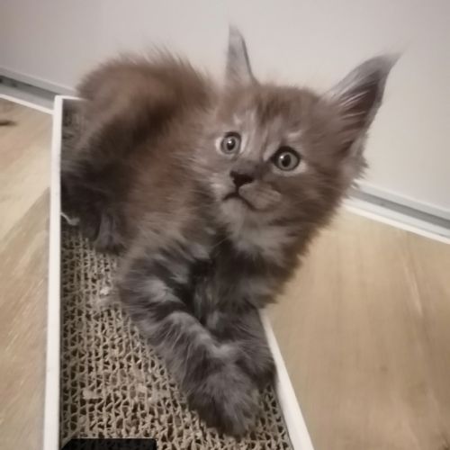 Chatons maine coon sqr 3 #2