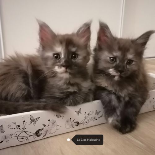 Chatons maine coon sqr 3 #3