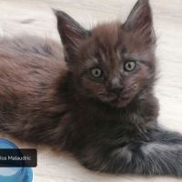 Chatons maine coon sqr 3 #0