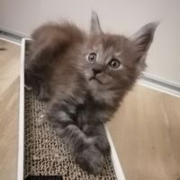 Chatons maine coon sqr 3 #2