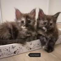 Chatons maine coon sqr 3 #3