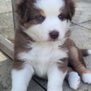 Jolis chiots berger austraien