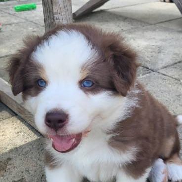 Jolis chiots berger austraien #2
