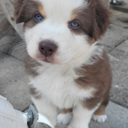 Jolis chiots berger austraien #3