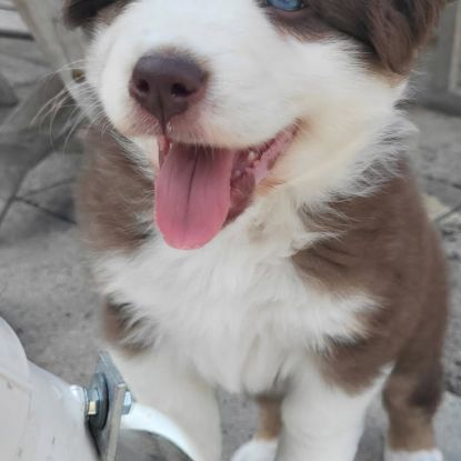 Jolis chiots berger austraien #4
