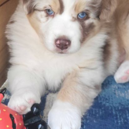 Jolis chiots berger austraien #5