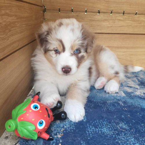 Jolis chiots berger austraien #7