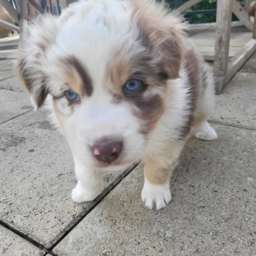 Jolis chiots berger austraien #8