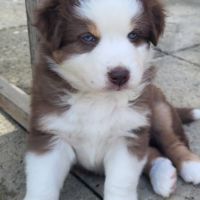 Jolis chiots berger austraien #0
