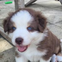 Jolis chiots berger austraien #2