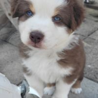 Jolis chiots berger austraien #3