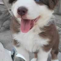 Jolis chiots berger austraien #4