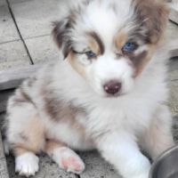 Jolis chiots berger austraien #6