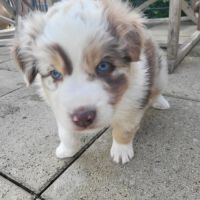 Jolis chiots berger austraien #8