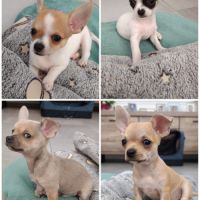 Chiots chihuahua