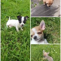 Chiots chihuahua #2