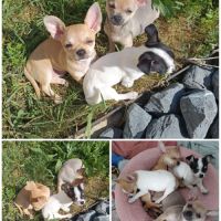 Chiots chihuahua