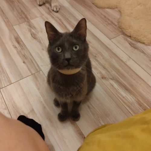 Don chat diabétique #1