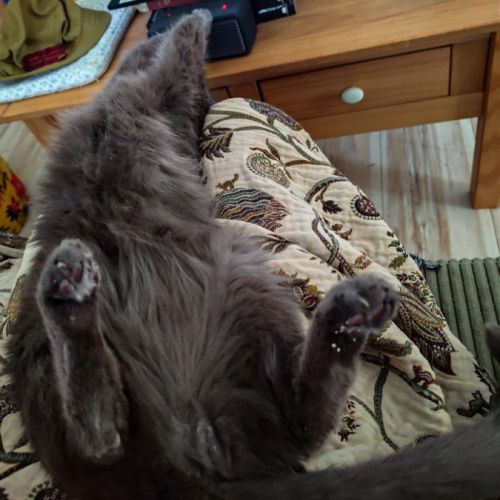 Don chat diabétique #2