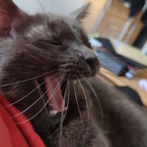 Don chat diabétique