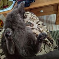 Don chat diabétique #2