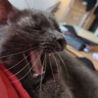 Don chat diabétique #0