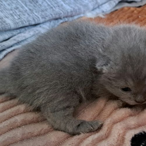 Chatons scottish straight #3