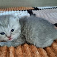 Chatons scottish straight #1