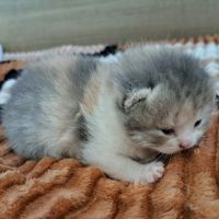 Chatons scottish straight #0