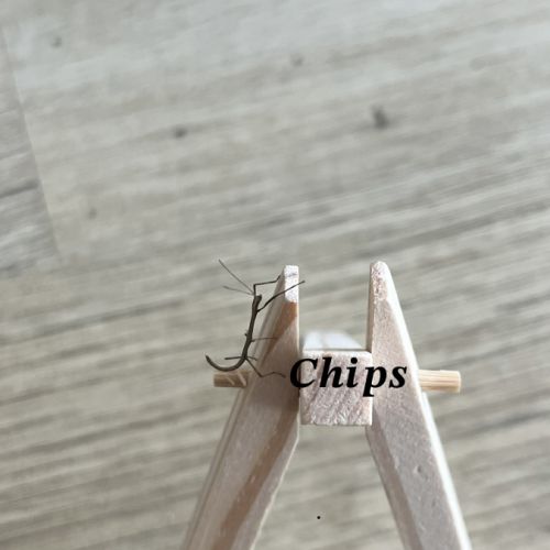 Bébé phasmes bâtons