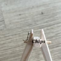 Bébé phasmes bâtons