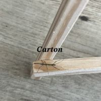 Bébés phasmes bâtons #5