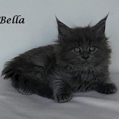 Chatons maine coon loof non stérilisés #2