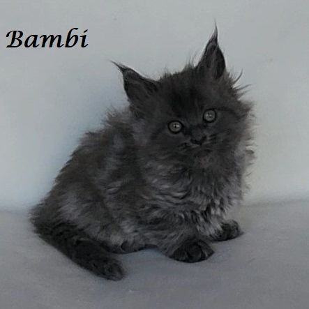 Chatons maine coon loof non stérilisés #4