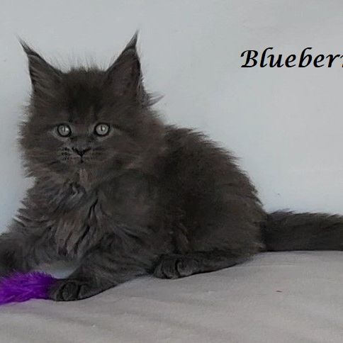 Chatons maine coon loof non stérilisés #5