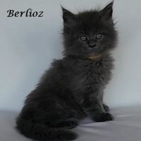 Chatons maine coon loof non stérilisés #0