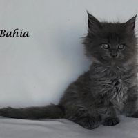 Chatons maine coon loof non stérilisés #3