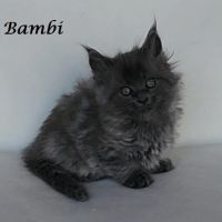 Chatons maine coon loof non stérilisés #4