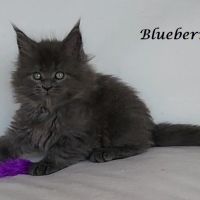 Chatons maine coon loof non stérilisés #5