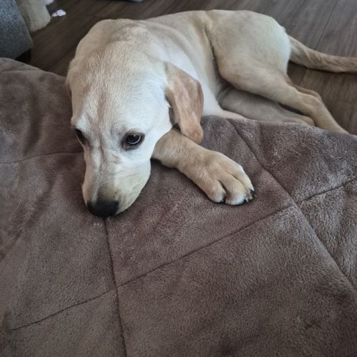 Chien 5 mois golden retriever croisé staffy