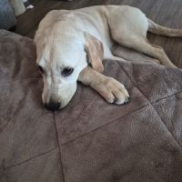 Chien 5 mois golden retriever croisé staffy