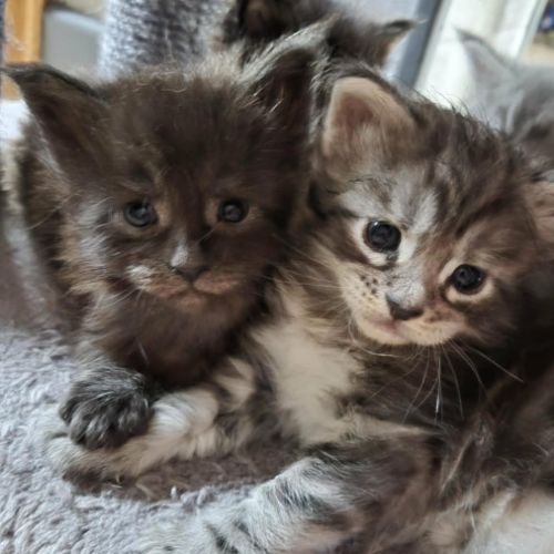 Chatons maine coon loof #1