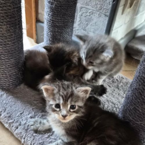 Chatons maine coon loof #2