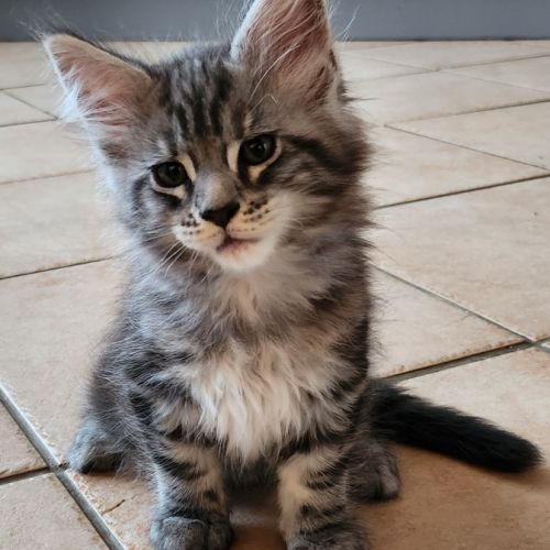 Chatons maine coon loof