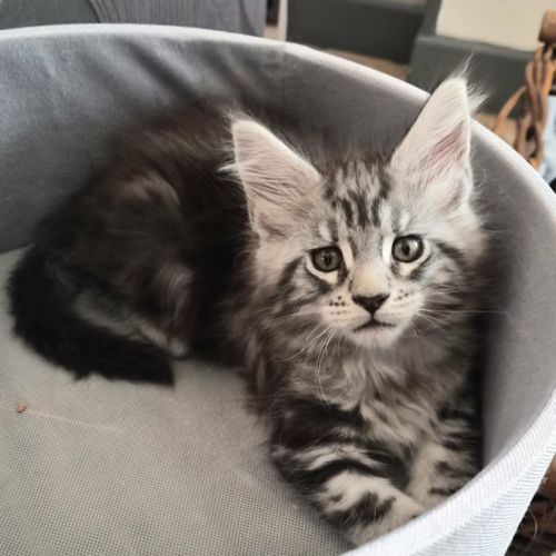 Chatons maine coon loof