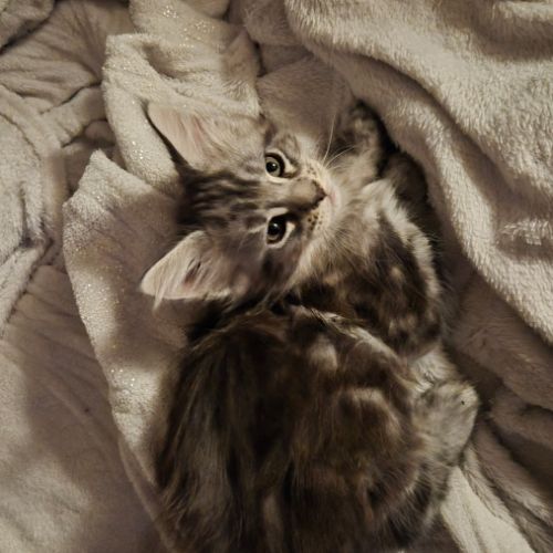 Chatons maine coon loof #3