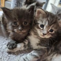 Chatons maine coon loof #1