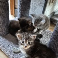 Chatons maine coon loof #2