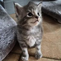 Chatons maine coon loof #3